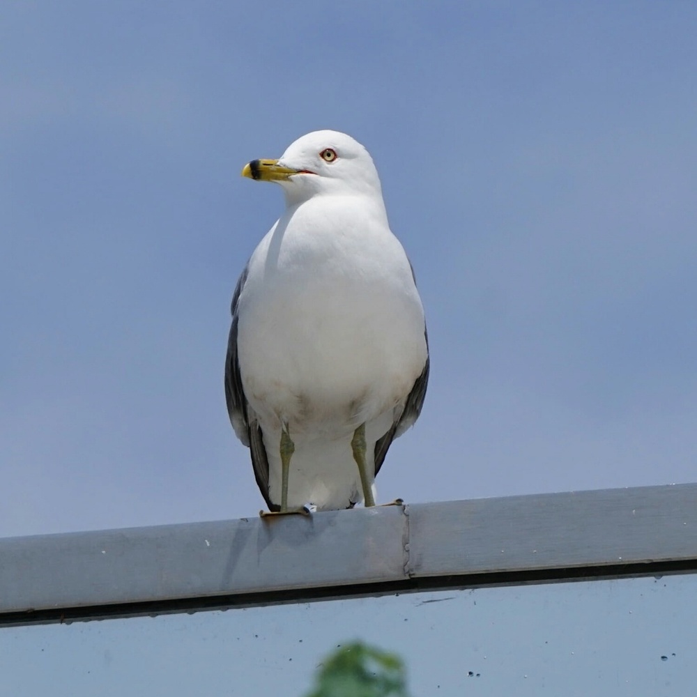 Meet your Posher, Aimaiti